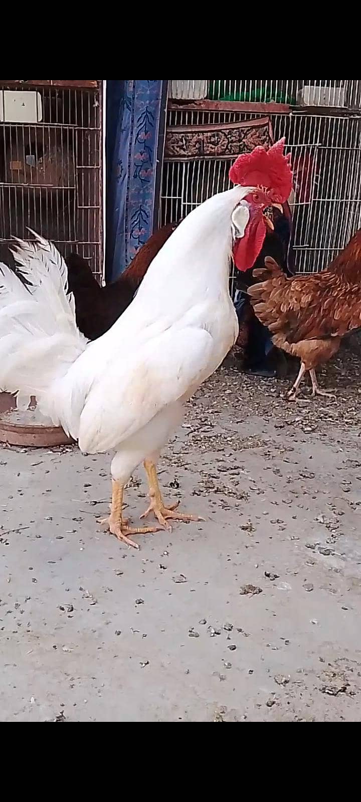 Hens pair 5