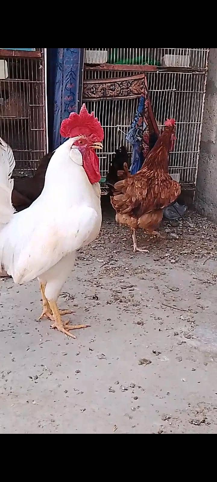 Hens pair 6