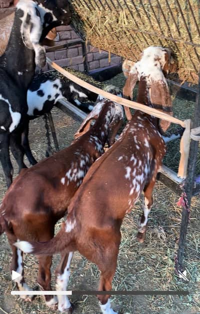 Goat kids for sale