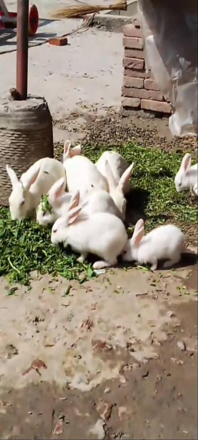 rabit