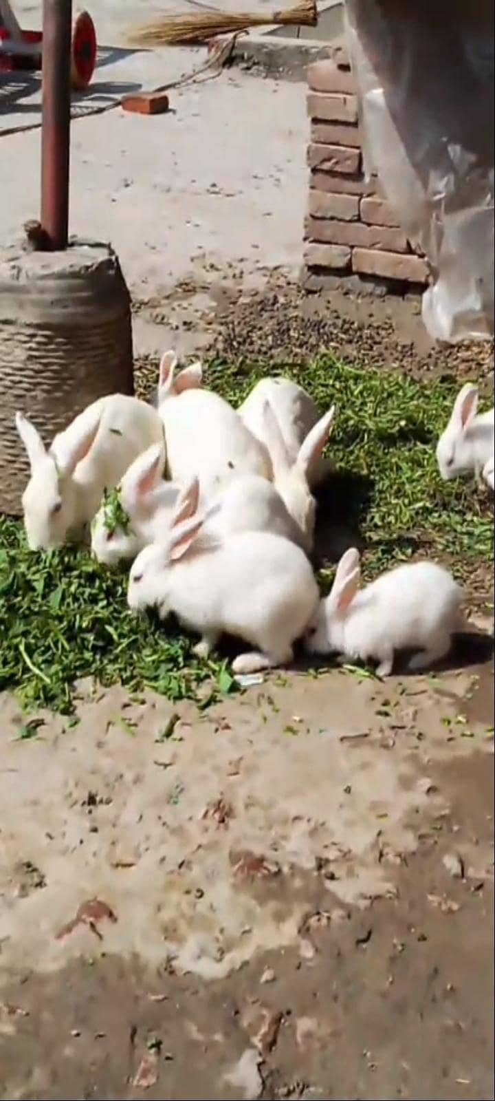 rabit 0