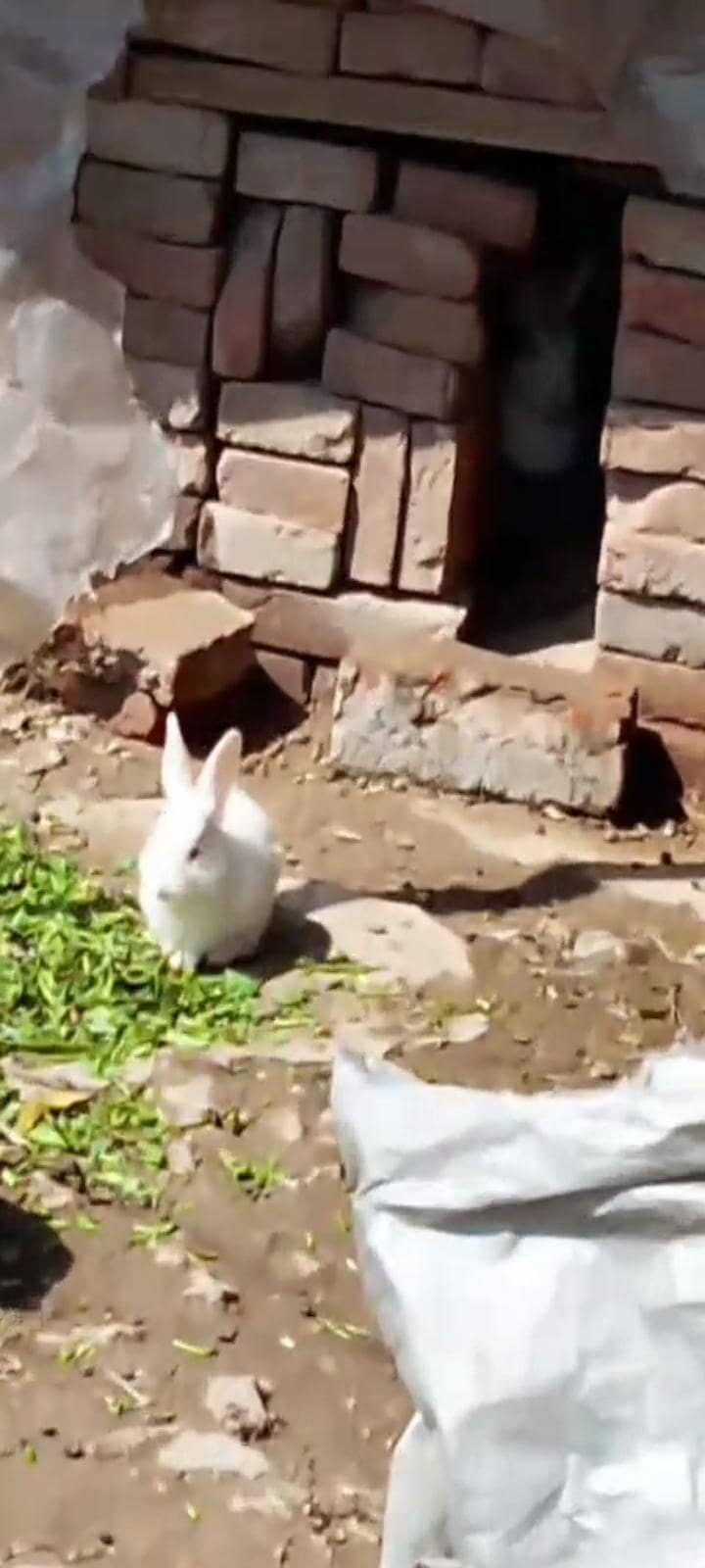 rabit 1