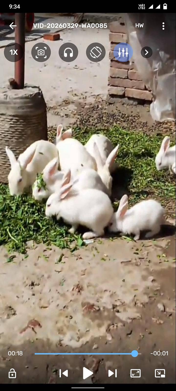 rabit 2
