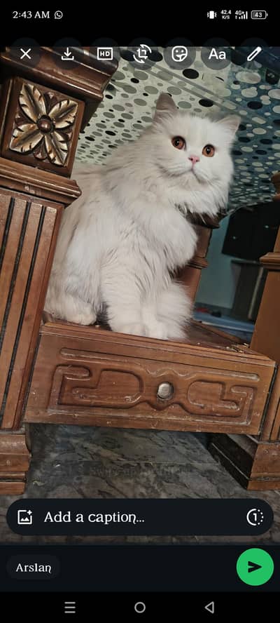 healthy trim hui cat ha name milo