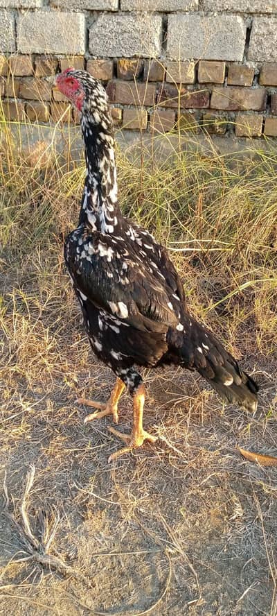 germon shamo female