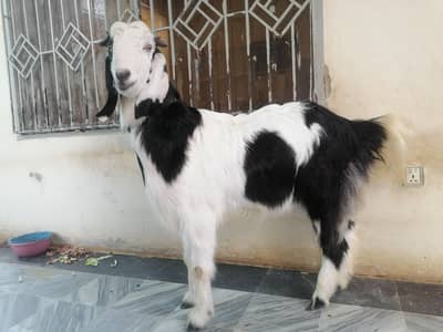 Healthy Bakri for Sale