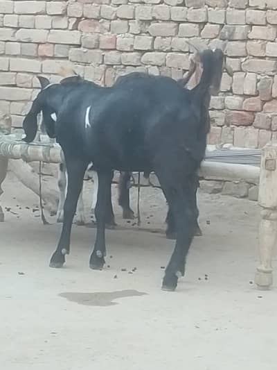2 dant khasi Bakray for QURBANI, 03421217945 call or what's up