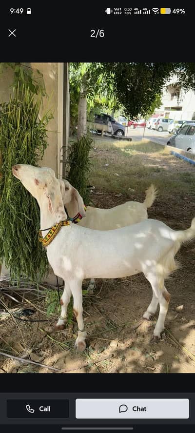 Pair Urgent For Sale