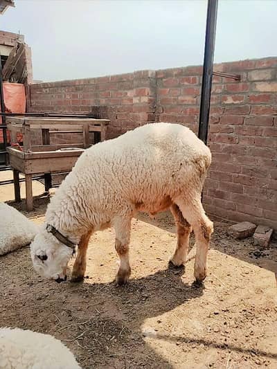 mundra chatra