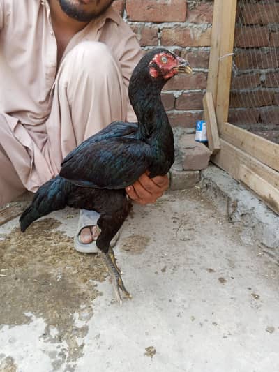 mianwali. thai