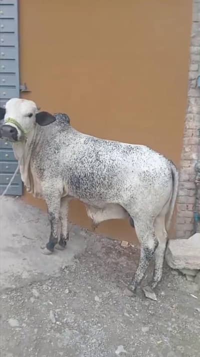 qurbani ka Janwar 2 dant