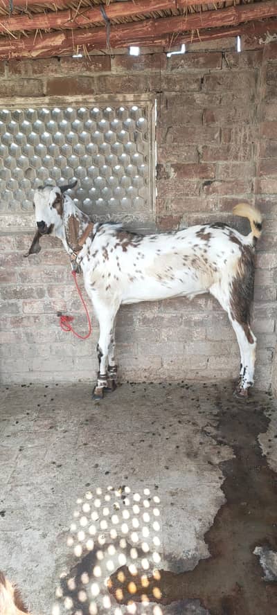 Bakra for sale