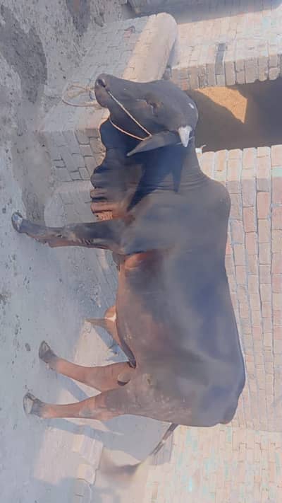 Sahiwal Bull