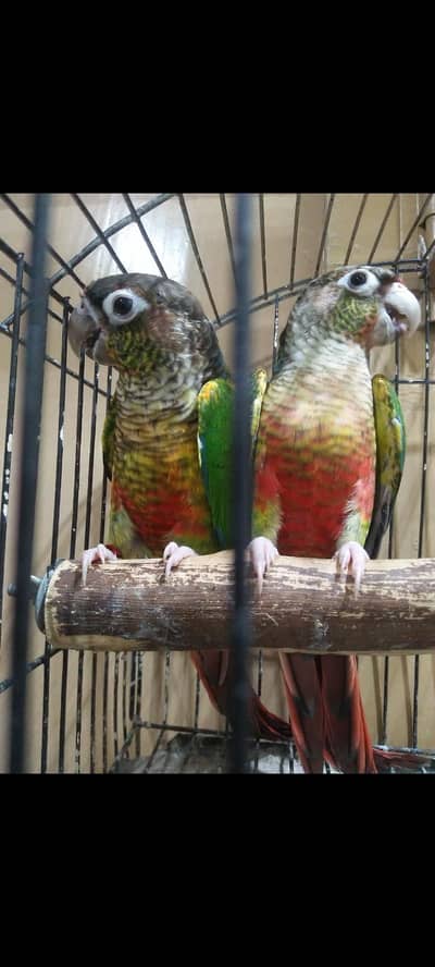 green  chick breeder piar