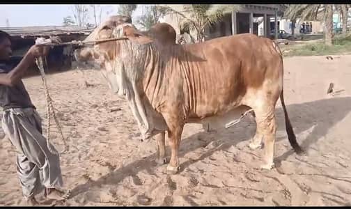 Qurbani stock