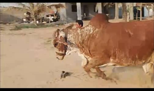 cow / Bachra / desi bachre /Qurbani ka janwar 2026