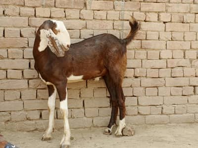 Donda Bakra