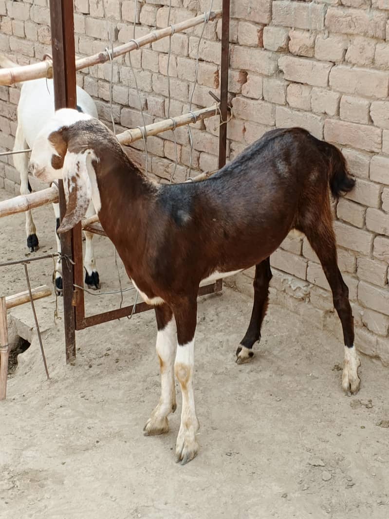 Donda Bakra 1