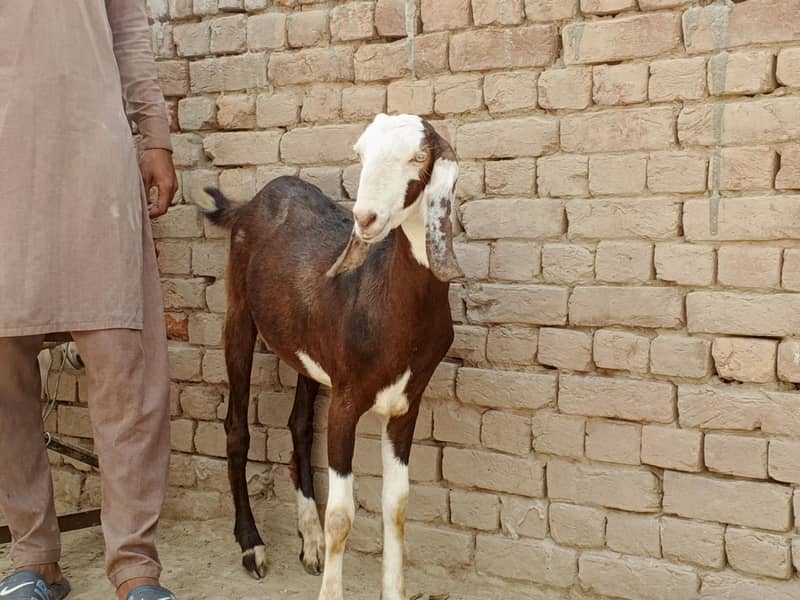 Donda Bakra 2