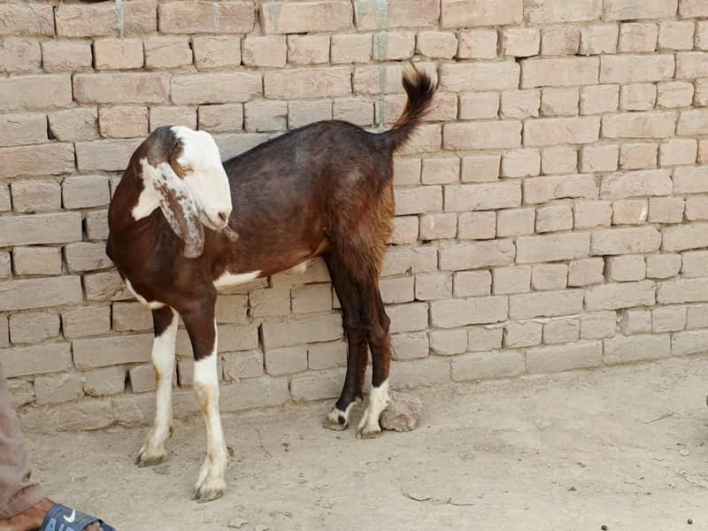 Donda Bakra 3