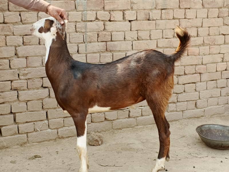 Donda Bakra 4