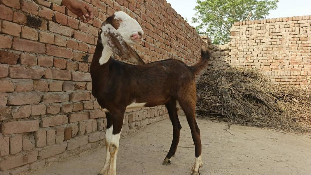 Donda Bakra 5