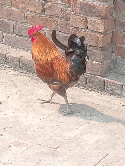 PURE DESI MURGHA