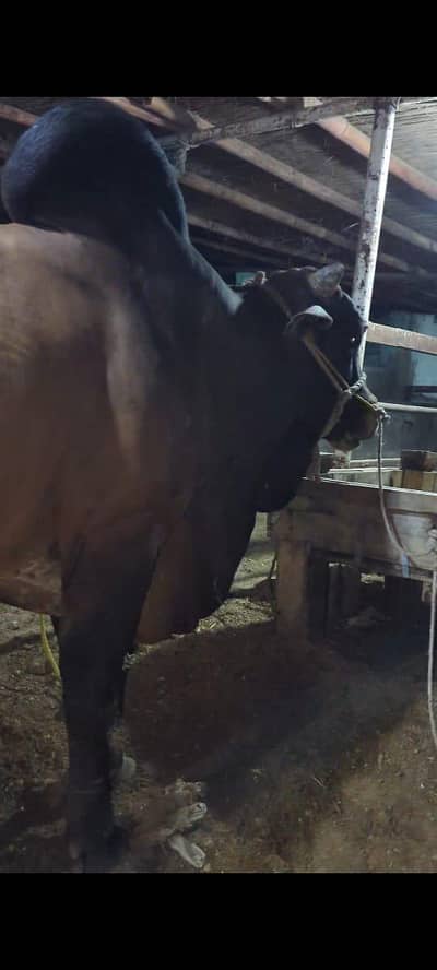 4 dant weight 7 sy 8 mann desi janwar barry ka pala hoa 03142323623