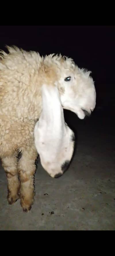 Qurbani Kay Liya tayar female