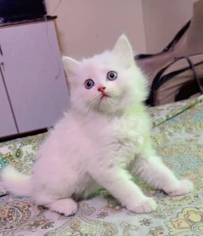 Persian White Kitten | White Kitten | Male Kitten | White Cat |