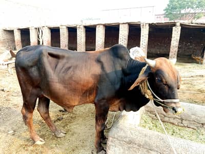BACHRA Bry Sale weight 4.5mond pure sahiwal nasal