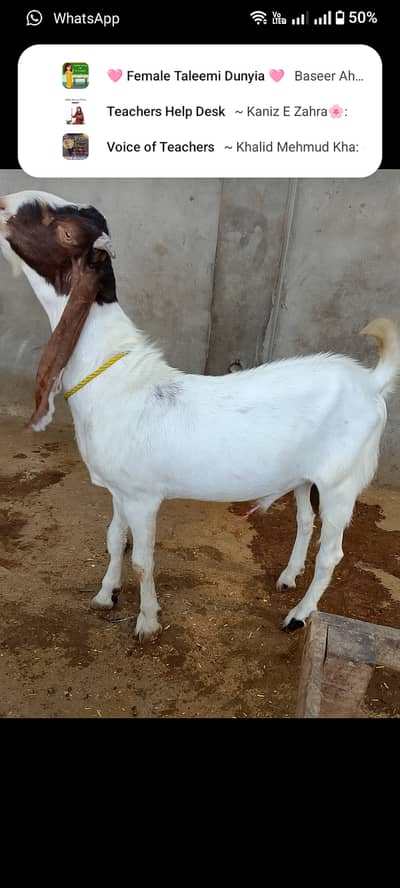 Bakra for sale