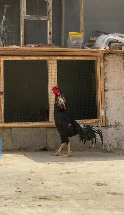 ustaadon Wala maal mushka murge ke bachy available for sale