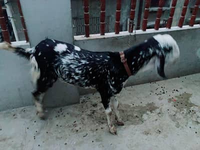Male goat 