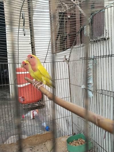 parrot