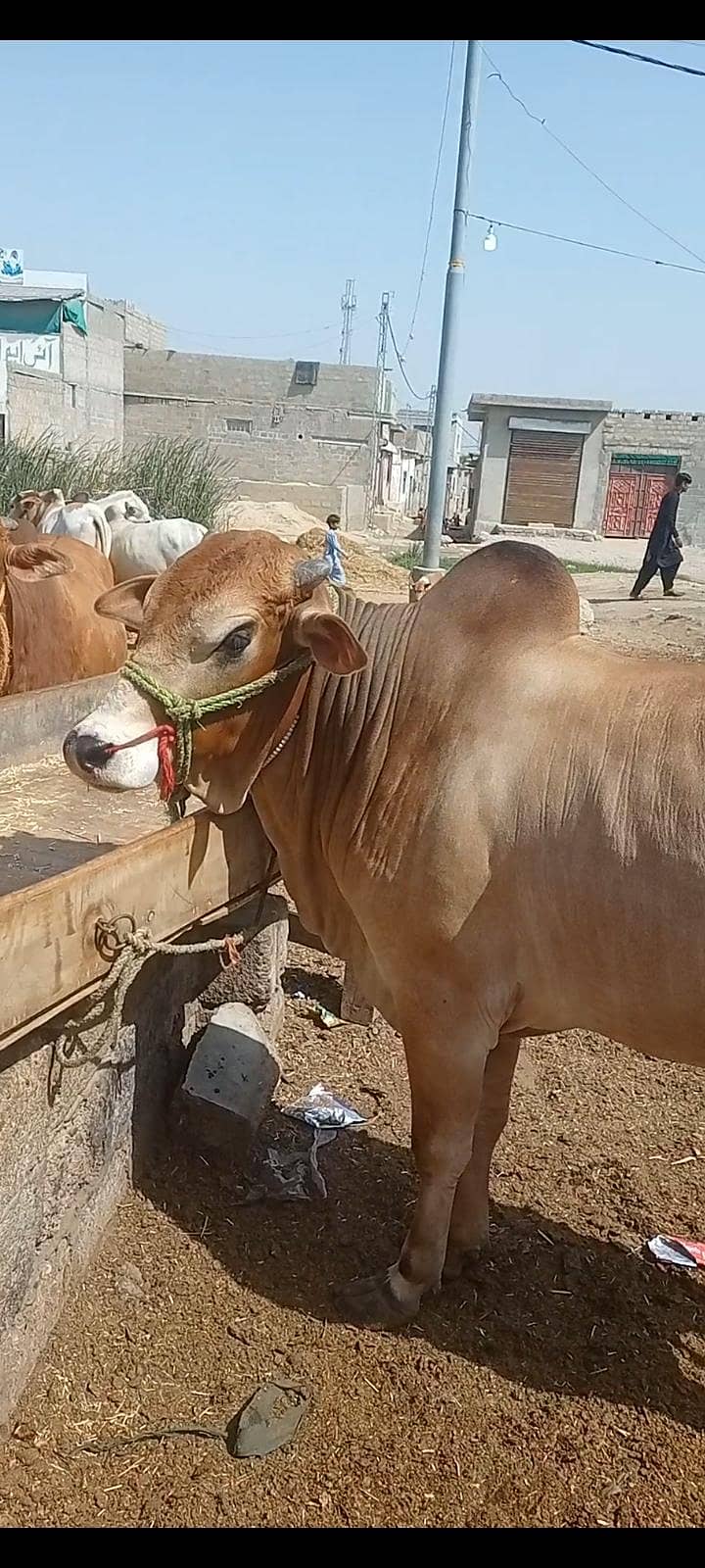 بچھڑے فور سیل 0