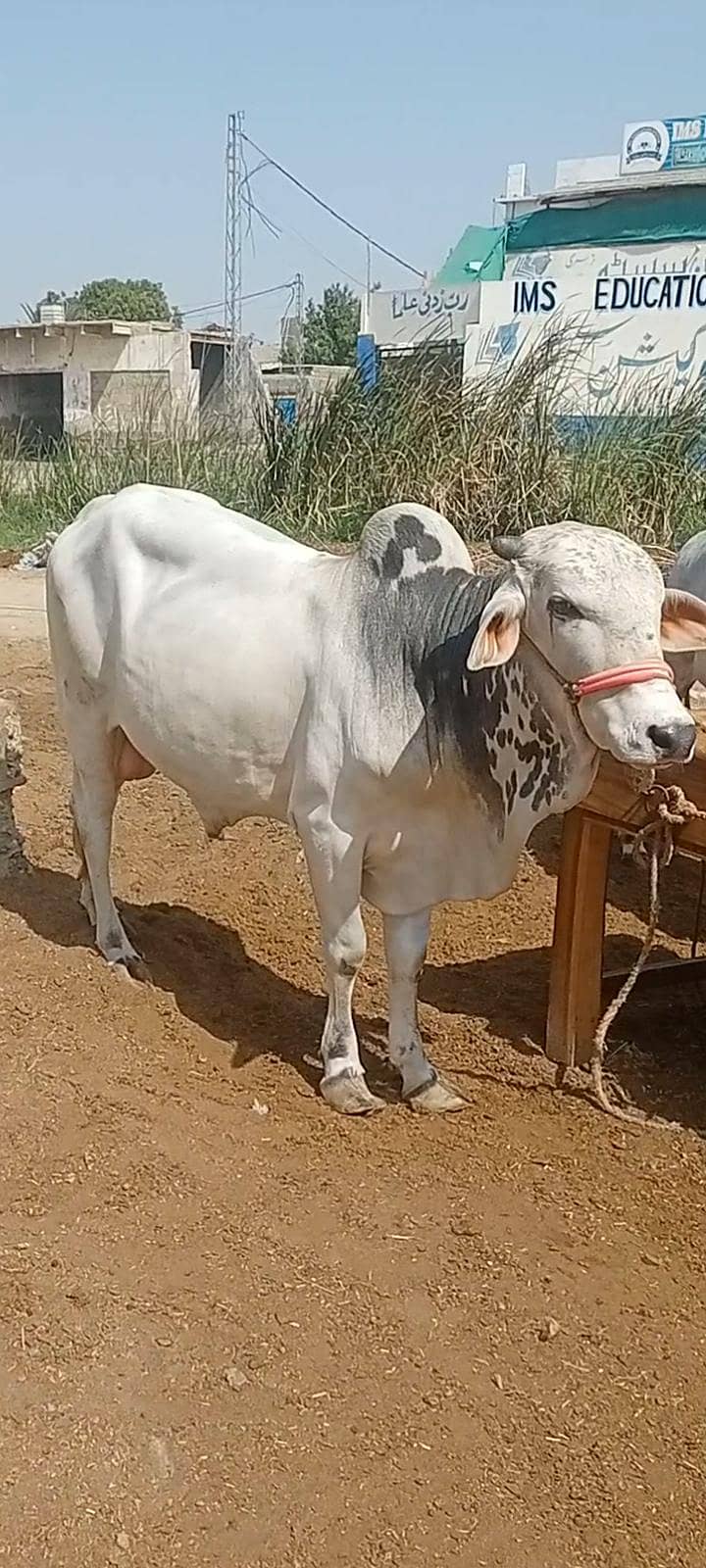 بچھڑے فور سیل 1