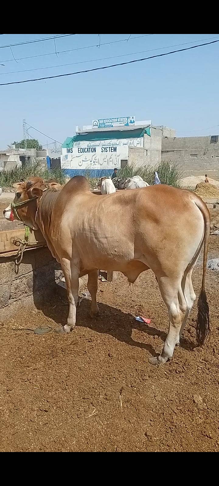 بچھڑے فور سیل 2