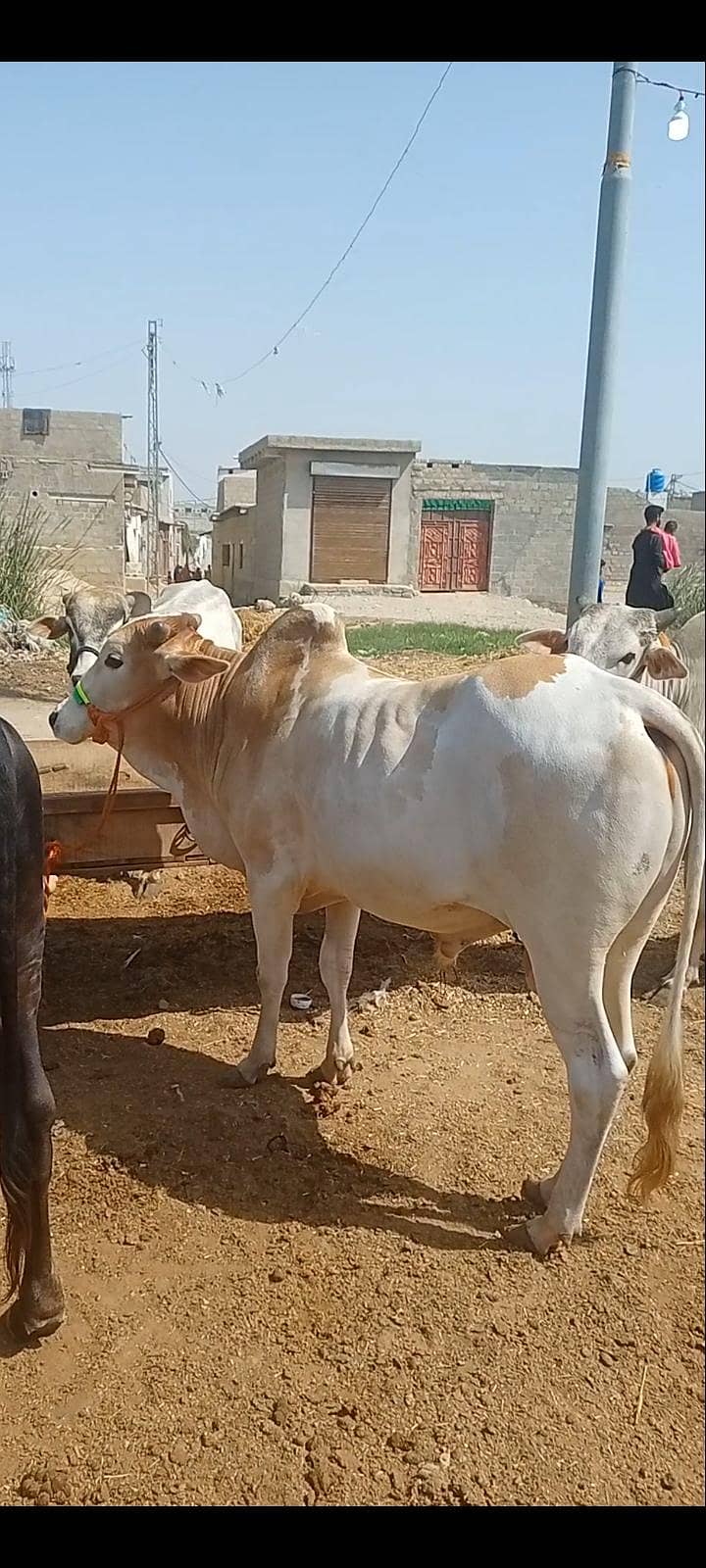 بچھڑے فور سیل 3