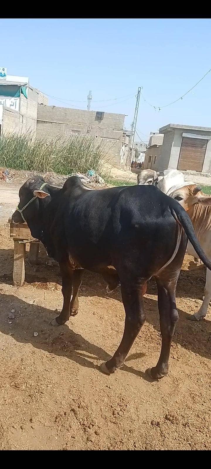 بچھڑے فور سیل 4