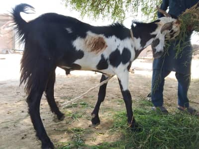 2 bakre for sale qurbani k lye