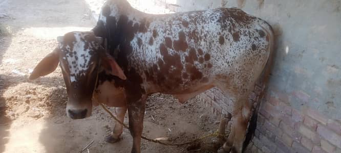 2 dant bulls for qurbani