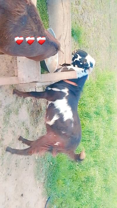 Qurbani k liye