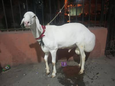 white dumba