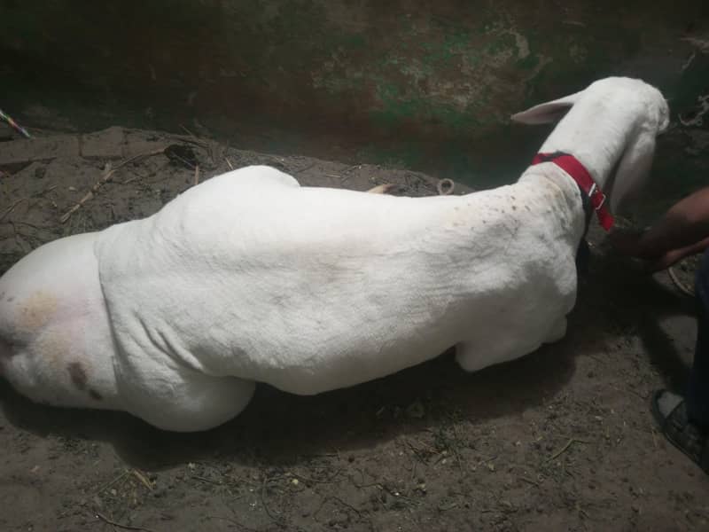 white dumba 1
