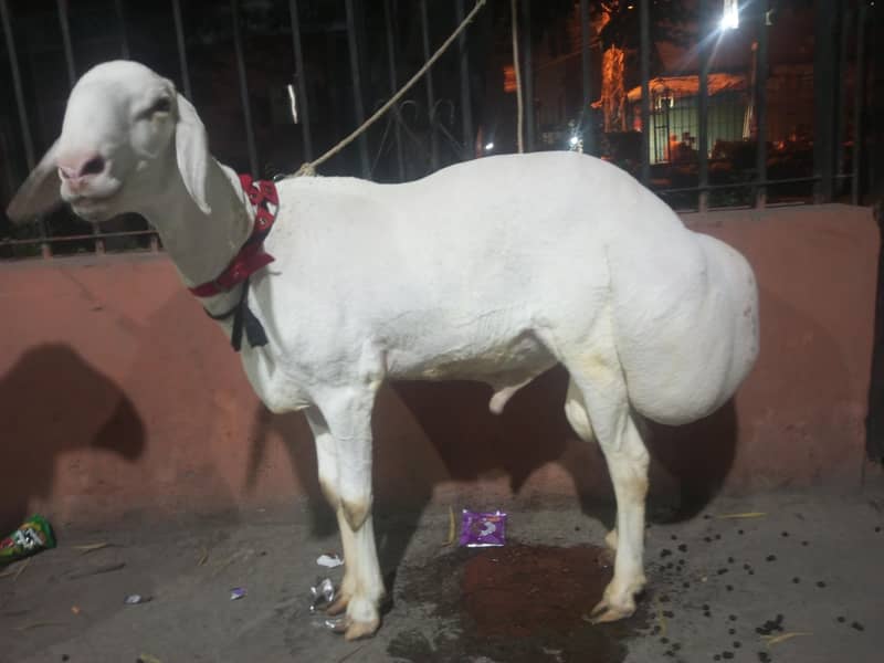 white dumba 2
