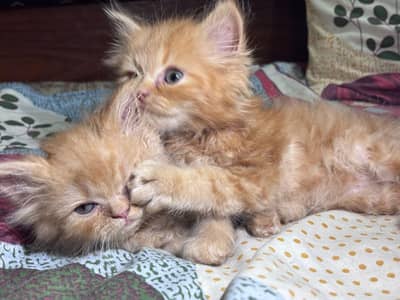 Persian triple coat kittens for sale