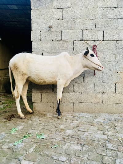 Fatejangi Wachi Pink Nose Blood line And Qurbani For sale
