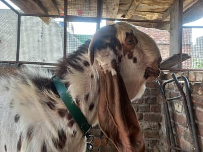 White Makhi china breeder bakra havy wight