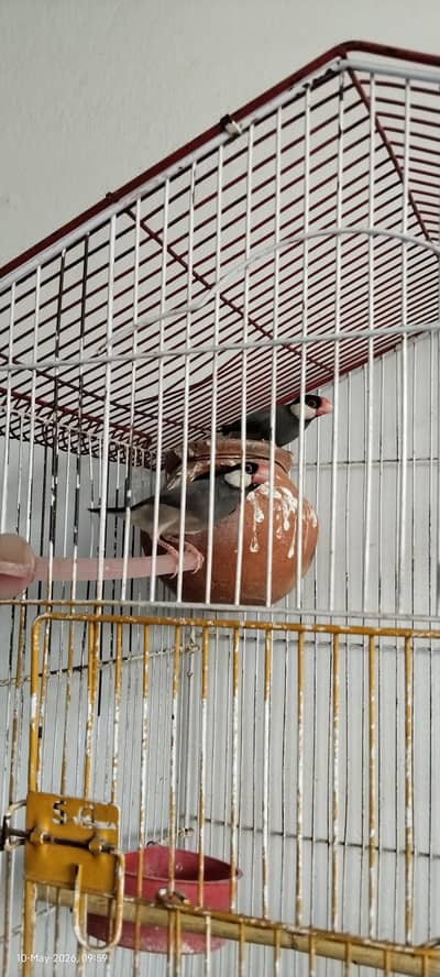 Java finch breeding pair for sale